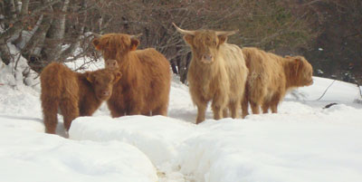 Photos de nos vaches en hiver, dans la neige
